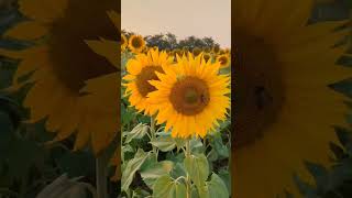 We found this beautiful sunflower field on Budigere cross road on the way to Airport bengaluru [upl. by Eegnat]