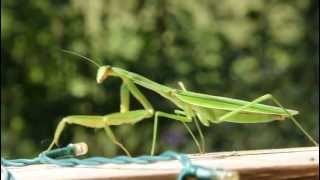 Mantis walking [upl. by Uolymme188]