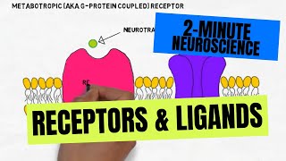 2Minute Neuroscience Receptors amp Ligands [upl. by Anala]