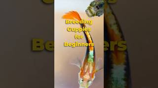 Breeding Guppies for Beginners 🐠 shorts guppy [upl. by Ueik]