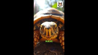 Saving the Burmese Star Tortoise A Race Against Time [upl. by Dnomasor]