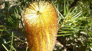 Anguss Plants for Aussie Birds  Banksia spinulosa [upl. by Mchenry]