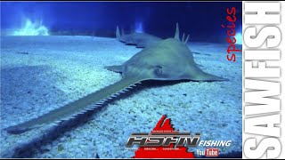 Species  Sawfish Large Tooth [upl. by Esinal97]