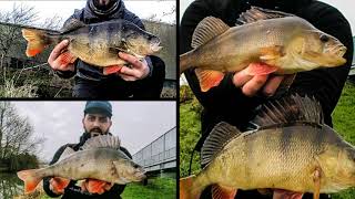 Perch FishingUnderwater footages ANGRY LURES  hand made lures [upl. by Yecnay]