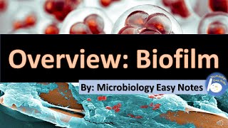 Overview Biofilm [upl. by Ethelyn]