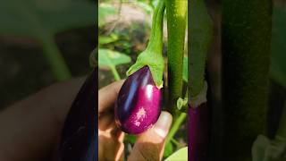 Mini garden brinjal plant☘️trending gardening [upl. by Ahsiekyt]