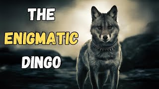 The Enigmatic Dingo Secrets of Australias Wild Dog Revealed [upl. by Pedaiah]