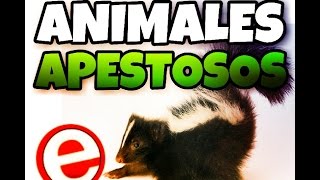 Los 8 animales más apestosos [upl. by Llenyl]