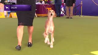 Salukis  Breed Judging 2024 [upl. by Akili933]