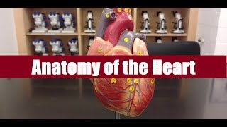 Anatomy of the heart [upl. by Loram]