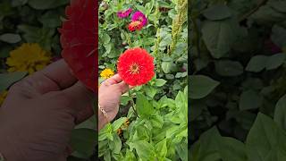 How to collect Zinnia seeds zinnia seeds collection shortvideo shorts garden flowers plants [upl. by Hum540]