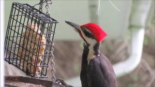 Pileated Woodpecker Call [upl. by Mialliw]