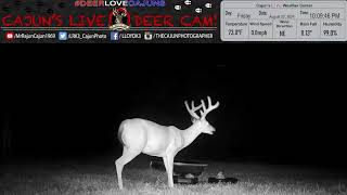 Mega Whitetail Bucks of Georgia 2024 [upl. by Enia]