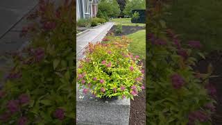 🌸Beautiful Spirea Shrub😊 northshorema landscaping  MCLAUGHLIN BROS LANDSCAPING ROWLEY MA [upl. by Suoivatnom]