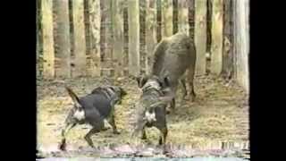 Catahoula With Wild Boar [upl. by Zena]