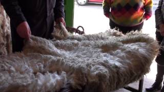 Shetland Wool Week 2014  grading wool [upl. by Rawdin]