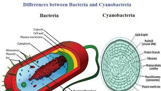 Difference bw bacteria and cyanobacteria [upl. by Waly]