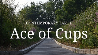 Ace of Cups Description in 3 Minutes [upl. by Strepphon]