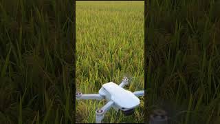 omg dji mini 2 se drone video short shorts reels 585 [upl. by Chapell]