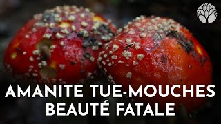 Amanite tuemouches  beauté fatale [upl. by Lehman]