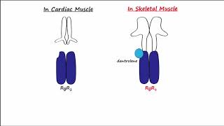 Dantrolene amp Calcium Channel Blockers CCBs [upl. by Kerry500]