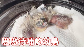 大鳥爸爸在孵蛋中去世後，出殼後的五只小鳥也死了兩個，只剩下3只幸運兒【蒙面鳥哥】 [upl. by Bovill]