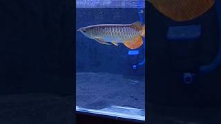 Red Tail Golden Arowana  new video [upl. by Enal924]