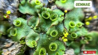 Gemmae in Marchantia  Bryophytes plantscience4u [upl. by Asilec]