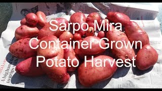 Allotment Diary  Sarpo Mira Container Pot Grown Potato Harvest [upl. by Ferguson]