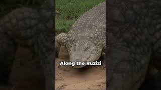 The DEADLIEST Animal to Ever Exist  Gustave the Nile Crocodile [upl. by Rakabuba]