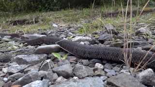 菊池氏龜殼花 1 Trimeresurus gracilis [upl. by Penoyer]