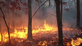 Country Club Wildfire in Lakewood NJ [upl. by Anihtyc]