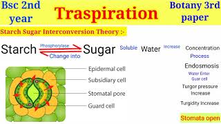 Transpiration In plant  Bsc 2nd year  mechanism of Opening amp Closing stomata  Levitt K theory [upl. by Dnalyar]