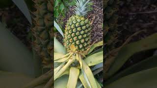 Something Nibbled on my Pineapple [upl. by Arait]