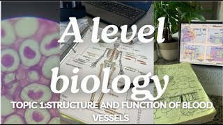 A level biology edexcel a SNAB Topic 1 Structure and function of blood vessels [upl. by Dinesh556]