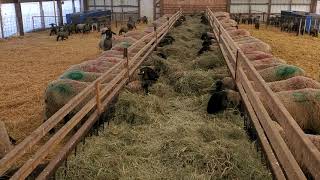 Sheep Farming How Our Lamb Rearing Barns Are Setup [upl. by Teodoro415]