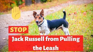 How to stop your Jack Russell puppy from pulling the leash [upl. by Iona490]