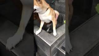 Dramatic Shiba Screaming During Dog Wash [upl. by Ahl]