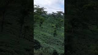 Sylhet tea garden beautiful 513 [upl. by Ahsekat]