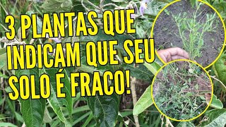 3 PLANTAS QUE INDICAM QUE SEU SOLO É FRACO [upl. by Novhaj]