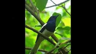 Allah Mohan Bangla Islamic songs [upl. by Ekusuy]