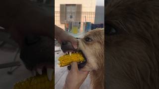 Corn stuck badly in dogs neck [upl. by Conley]