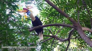 Knobbed Hornbill [upl. by Hull105]