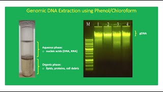 Conventional DNA Extraction Using PhenolChloroform LiquidLiquid Extraction Method 👨🏻‍🔬🧬 [upl. by Oilenroc]