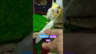 Die with smail 😊 ladygaga song cockatil colapsita infa birds parot music [upl. by Nauqed79]