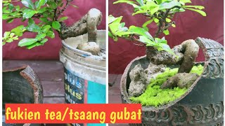 FUKIEN TEA BONSAITSAANG GUBATPRUNINGWIRINGREPOTTINGMOSS [upl. by Laina]