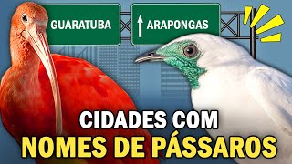 CIDADES com NOME DE PASSARINHOS  Quantas existem Arapongas Guaratuba Acauã Anhumas [upl. by Gussman]