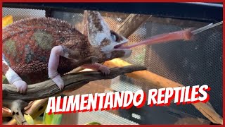 ALIMENTANDO REPTILES Y EXCELENTES TIPS 🐍🦎🐢 [upl. by Packer323]