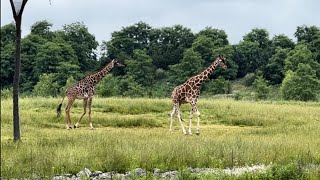 Columbus Zoo Updates  Val Loves the Giraffes  Construction and Low Crowds [upl. by Shamrao]