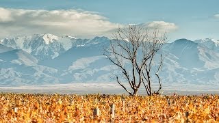 The Vines of Mendoza Uco Valley Mendoza Argentina [upl. by Aundrea79]